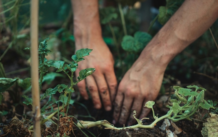 Gardening1