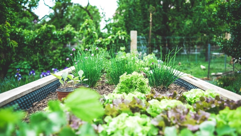 Container Garden