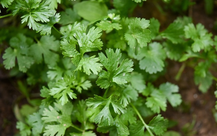 herb garden