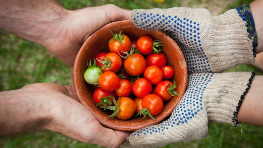 holding home grown tomatoes